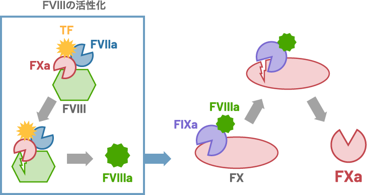 FVIIa-TFによるFXの活性化